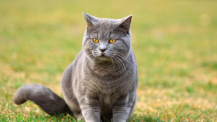 猫咪的占有欲，铲屎官最好了解一下