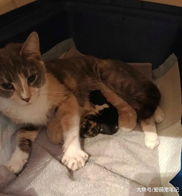流浪猫妈生了4只宝宝，小奶猫却有“媒婆痣”，宠主也笑翻了