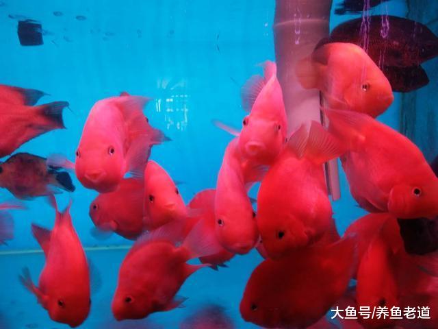 饲养观赏鱼的鱼缸壁上出现大量的白膜，这些都是菌膜吗？