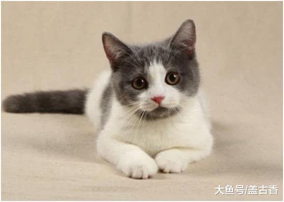 去宠物店买猫时，猫咪却做出意外之举，网友：把它也带上好不好？