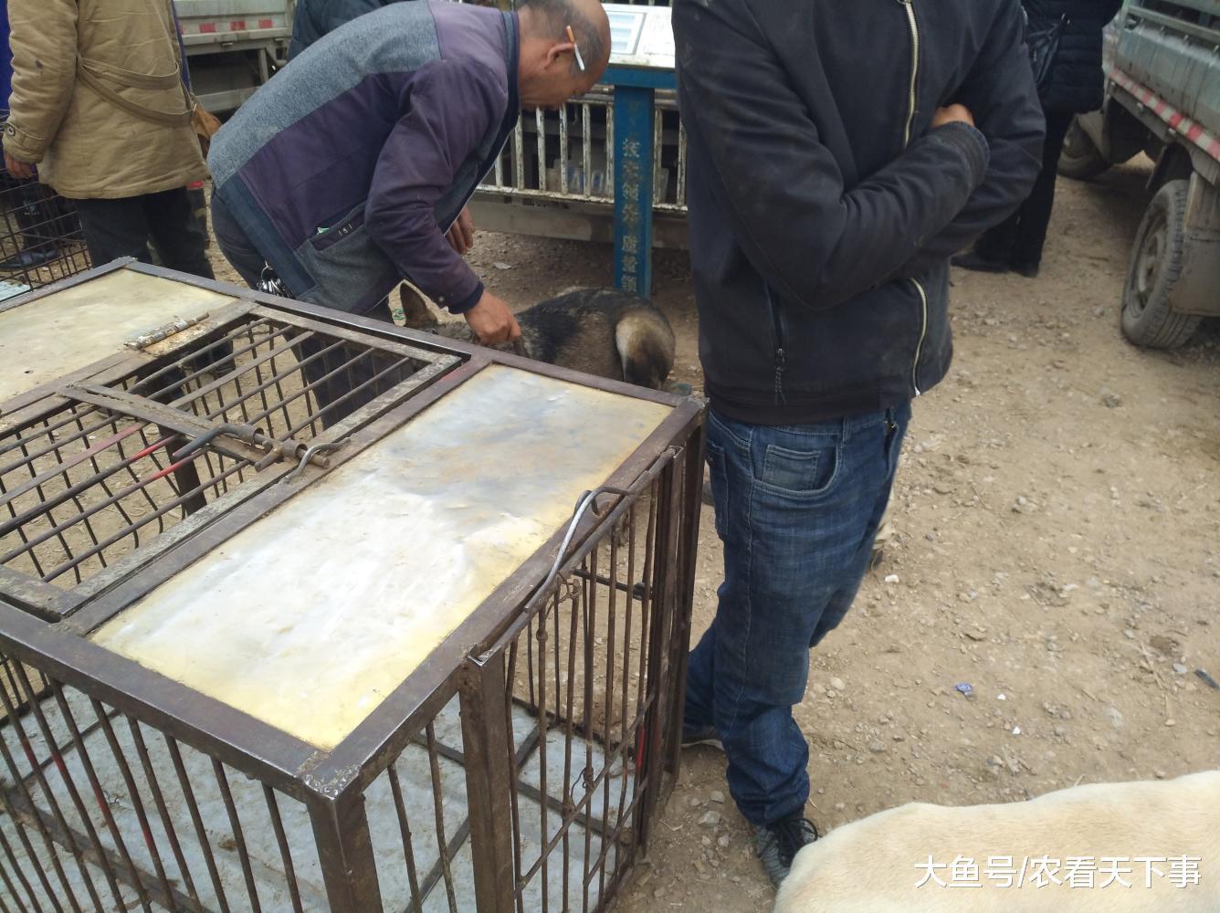狗市: 昆明犬被卖作肉狗, 男子觉得可惜将其救下!