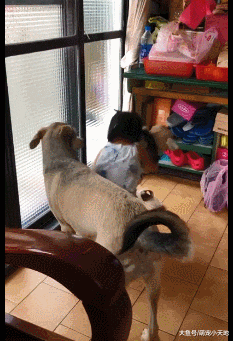 失控萌妹狂嘟：闻我的大屁股，24kg汪惊慌抓门想逃跑！