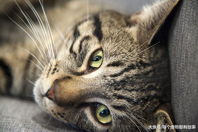 是南方适合养猫，还是北方适合养猫？北方的猫怕冷吗