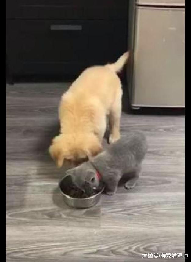 猫咪抢了小金毛的饭，它身体比猫高一头，但却不敢抢回来，好怂！
