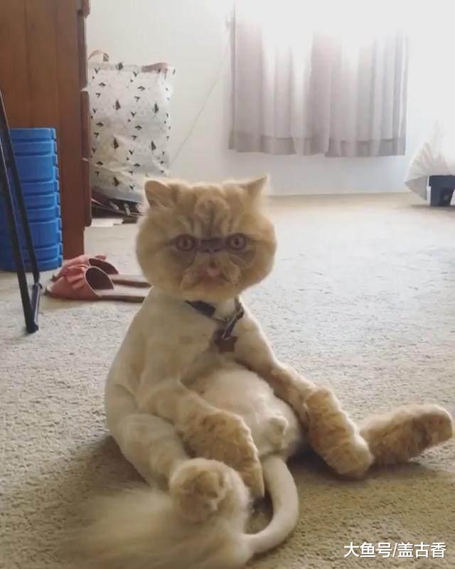 猫咪做完绝育后，每天坐地上思考人生，猫咪：朕的后宫全完了！
