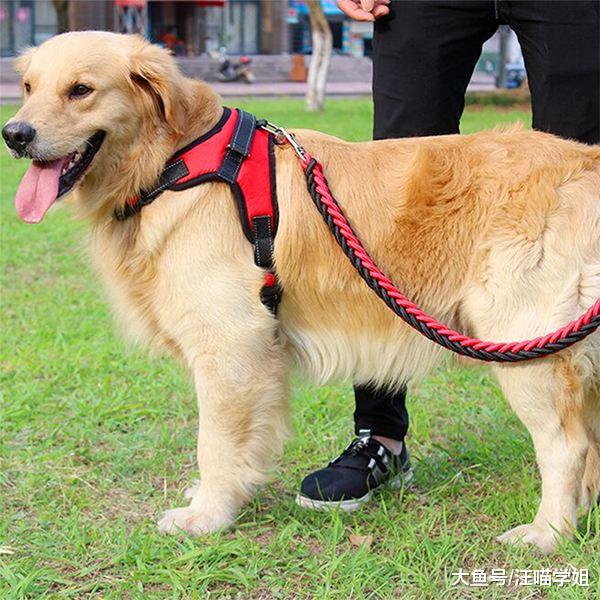 遛狗也有着大学问，溜的时间怎么定？哪些狗狗不宜出门你知道吗？