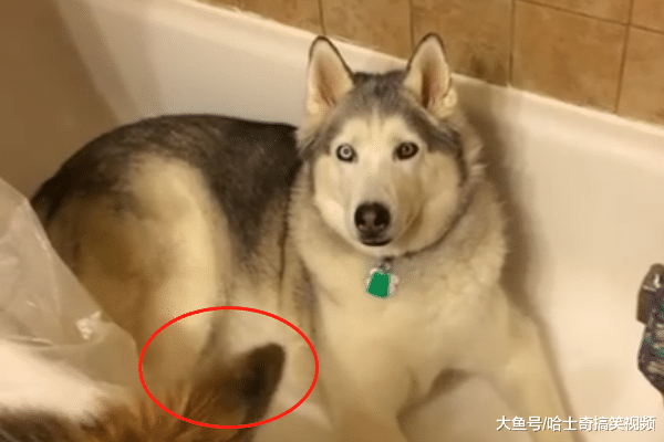 二哈躲浴缸不出门, 派德牧去叫也不好使, 网友建议放热水