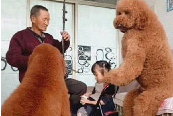 天冷了，泰迪趴在女孩肩上不下来，网友求同款围脖