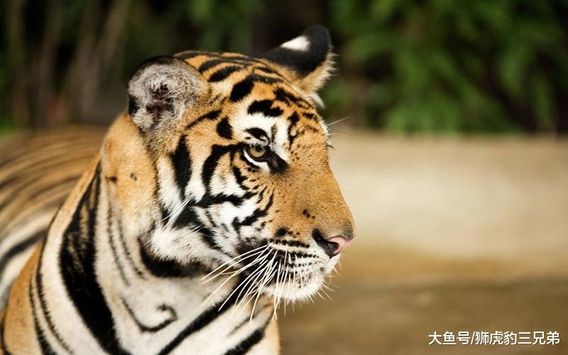 7大猫科动物实力排行榜: 除狮虎豹之外, 就属它们最厉害