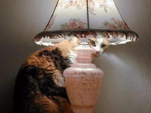 这就是属于喵星人的温暖!