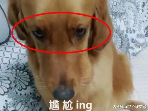 发现金毛脸肿了, 主人一说带它去医院检查, 这货直接兜不住了