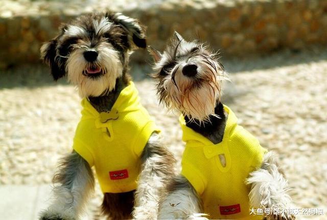 细解“小老头”雪纳瑞的优缺点，它好不好养，看完你就清楚了