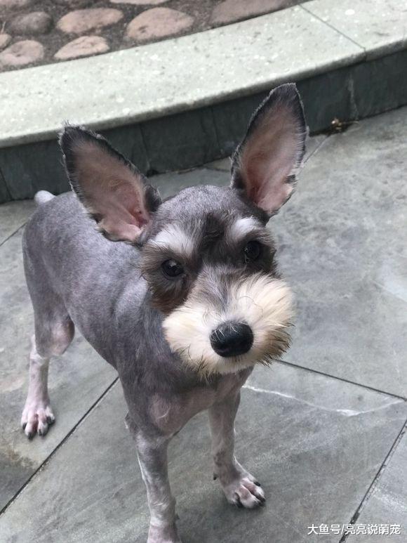 雪纳瑞变成了“小毛驴”，它不喜欢现在的造型，狗：太丑了