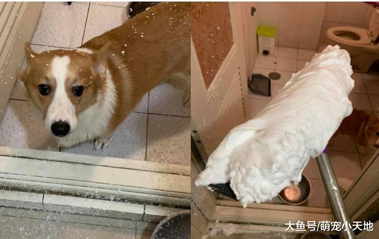 柯基玩到家里下大雪！满脸泡泡迎接，脸上毫无悔意让人忍不住笑