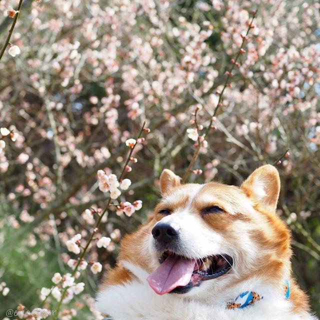 肥臀柯基的育仔日记，带领毛毡娃娃上山下海：看，这都是我的小弟