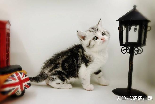 你家貓咪的智商高嗎？看完下面5種貓后，網友：我家貓咪好笨！