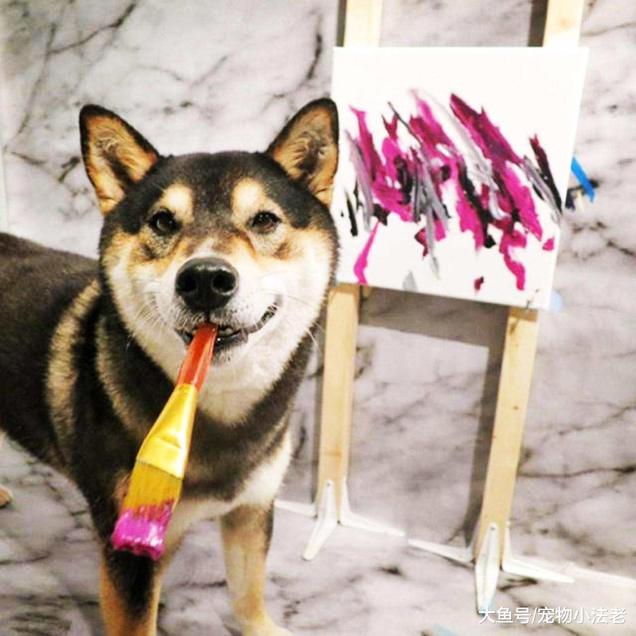 狗界“毕加索”，卖画收入高达30000元，主人：我还不如1只狗！