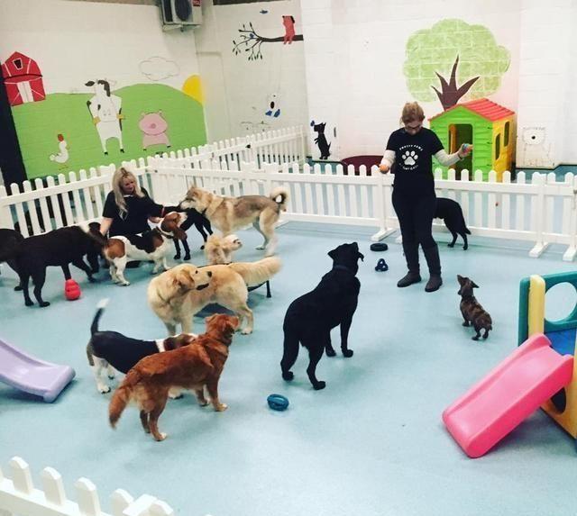 狗狗寄养之前，主人要注意这些，别让狗一离开自己就出事！