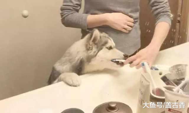 主人养了只二哈，没想到哈士奇刷牙的反应，也能让主人哈哈大笑
