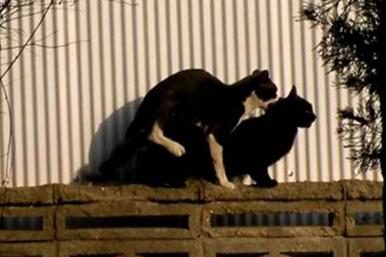 绝育后的公猫醒来，发现蛋蛋不见了！这表情有股蛋蛋的悲伤！