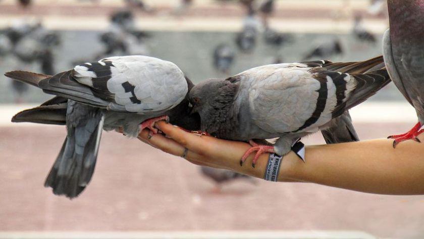 赛鸽百科：赛鸽对脂肪和蛋白质的需求