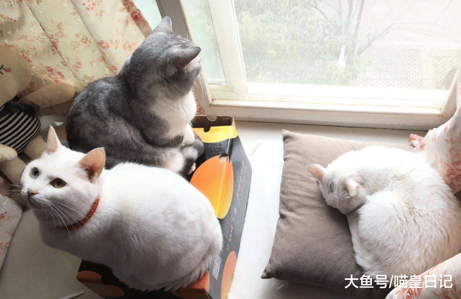 铲屎官自述: 家里的喵星人有一个爱好很像狗狗, 那就是撕纸玩!