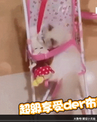 萌娃骑车遛主子，仙气猫后座贵妇躺，安全带系好去兜风