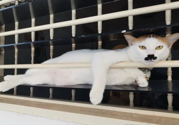 猫咪睡觉被主人戳肚子，想翻身逃走却坠落，网友：猫奴准备挨揍