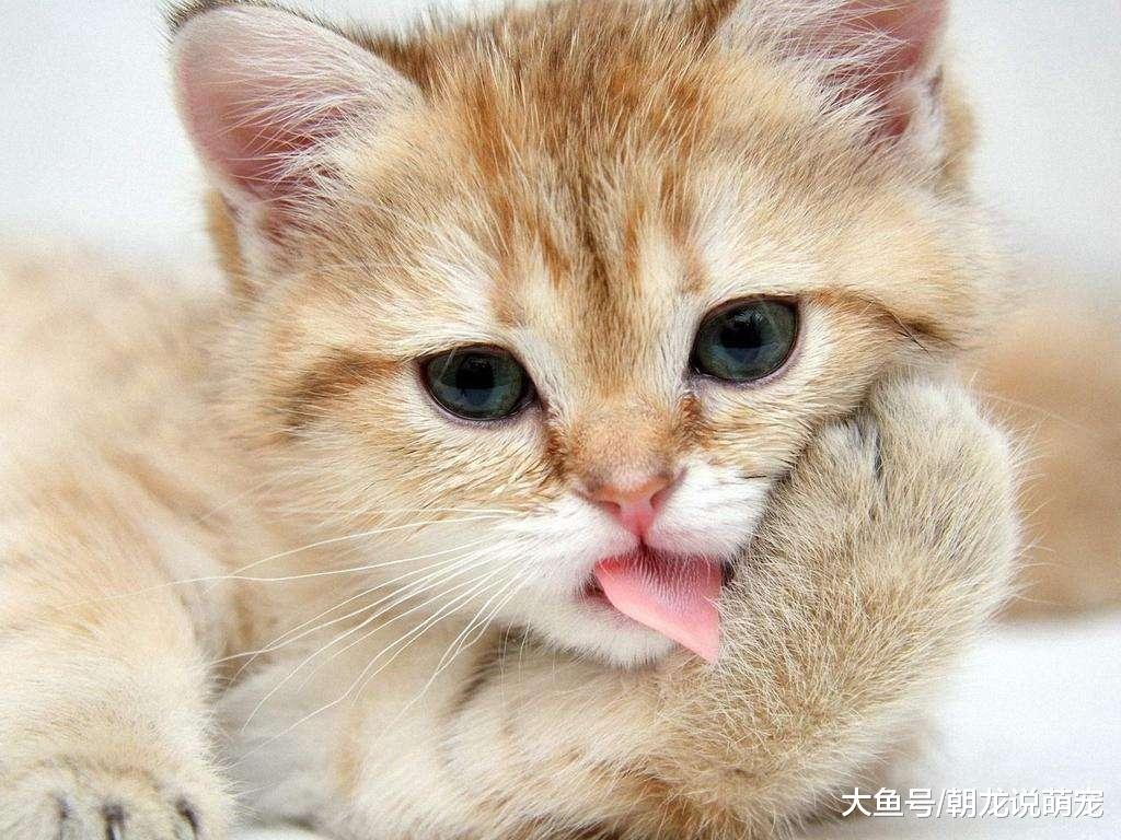 洁癖猫居然挑战身体的极限，做出这样的蠢事，让主人瞬间愣住了！