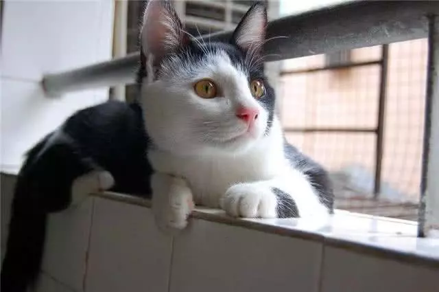 猫咪阴阳脸原是因嵌合体作用，两猫共享一个身体，那么孩子归谁？