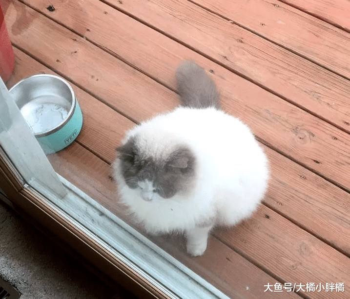 猫咪被房东抛弃，新房东又把它赶出家门，蹲在车顶却意外邂逅女子