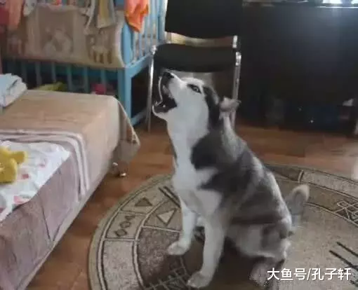 二哈第一次照顾宝宝没经验，听到哭声十分慌张，最后的举动亮了