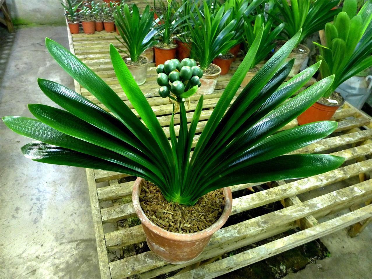 养护君子兰时应该需要做什么吗？主要有这些步骤就行了