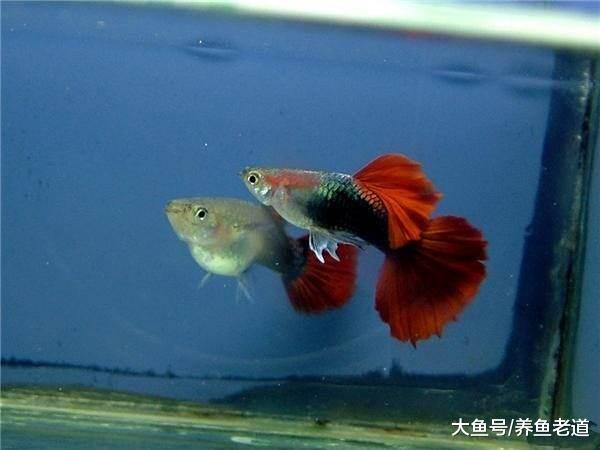 我養的孔雀魚為什么半個月就死了，原因就是以下問題！