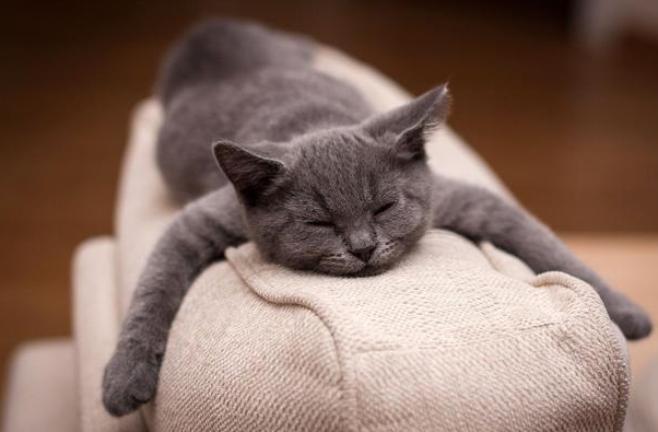 美国短毛猫怕人怎么办，应该让猫咪走过来，还是主动接触猫咪？