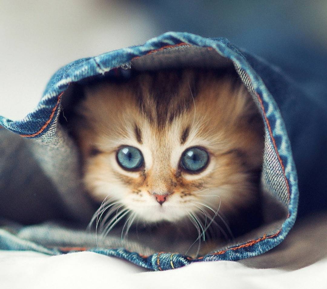 猫也会感到孤独，70%的猫更爱群居，猫咪独处时间长了会慌乱！