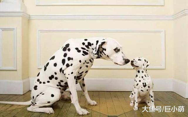 狗狗见面互相碰鼻子，除了在问好，原来还问“你吃了没”