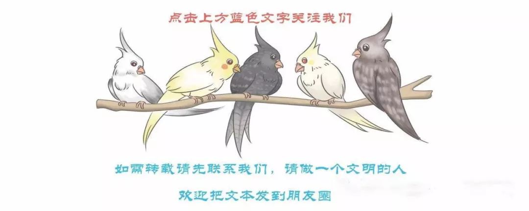 因《犯罪现场》而火的鹦鹉，背后竟然还有这么多神奇的故事！