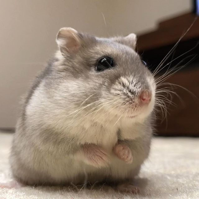 仓鼠满脸委屈，为了吃上一口白菜，被主人尽情“撸鼠”