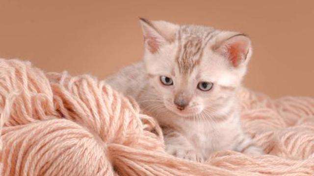 高冷的猫咪经常抓自己和要自己，得用些小办法稍微惩罚一下