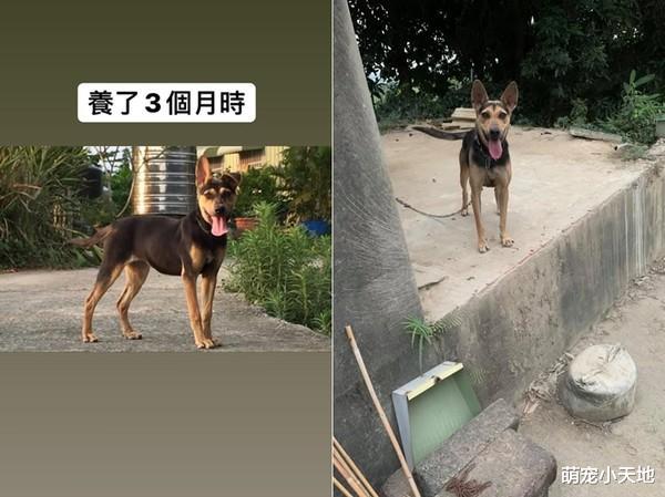 捡到四目米克斯超兴奋！惊喜包长大后却变一眉道长