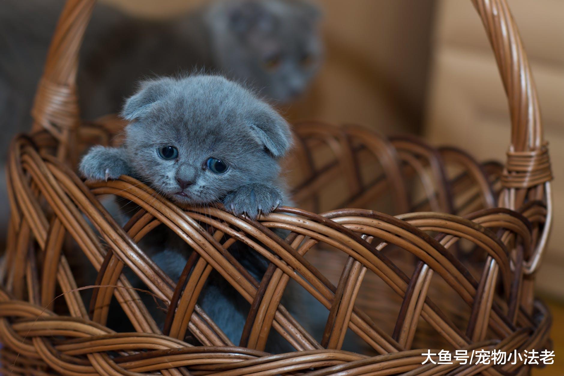 无论怎样教，猫始终讨厌上厕所？因为你做了这3件，让它讨厌的事