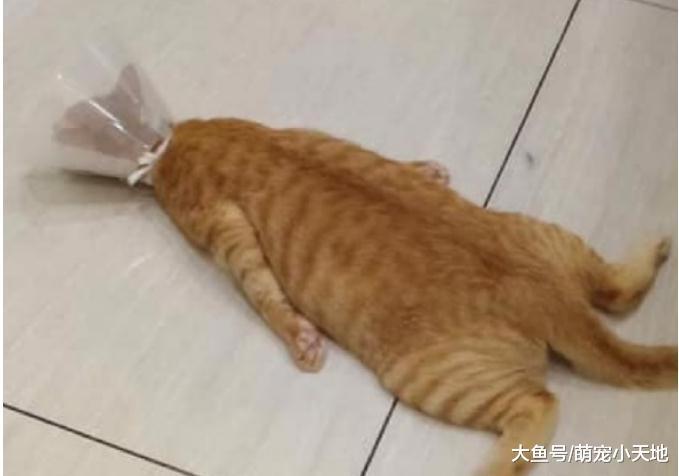 兽医传来橘猫照, 一坨地毯趴地上生无可恋: 什么都没了