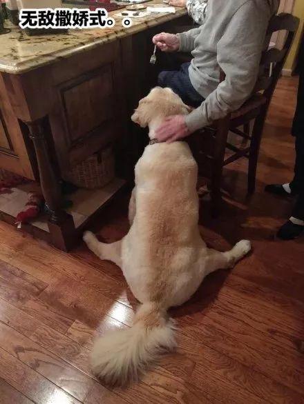 宠物坐姿大赛，各种沙雕坐姿，仔细一看笑岔气了