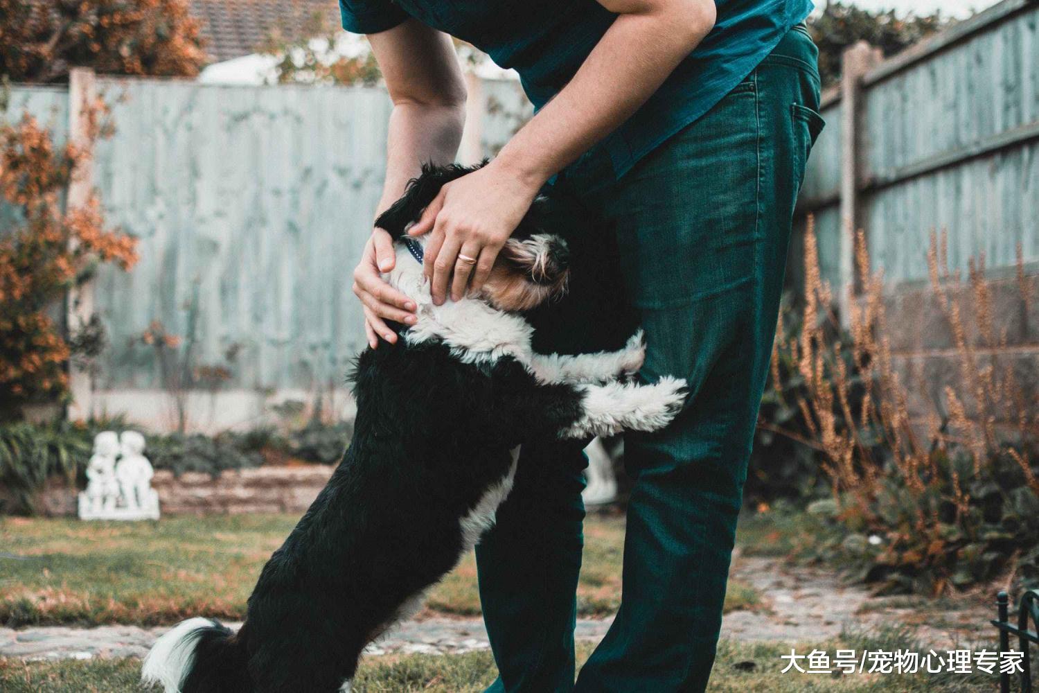 养宠必修课：那些养了宠物后才会知道的事，下列4点要了解