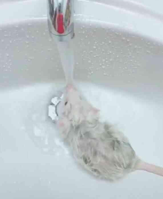 主人一开水龙头, 小萌鼠就会自己搓澡, 网友: 不是说不能成精吗?
