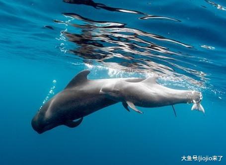 鲸鱼拖着半截尾巴在海中垂死挣扎、哀嚎……专家：人类造成的