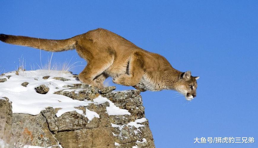 這種貓科動物美洲豹之下無對手，但卻處處被猛犬克制