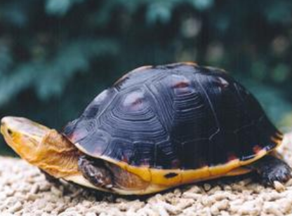 黄缘盒龟腿肿的原因，你知道多少？