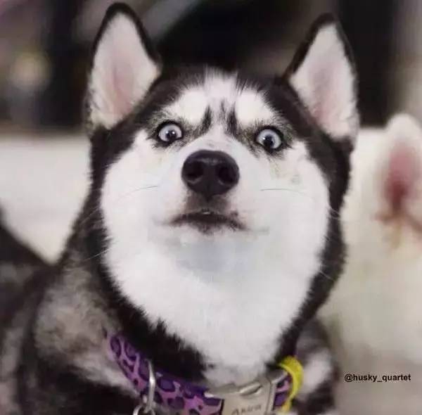 比嫩模还火! 天生蛇精耳+夜店风眼线! 超人气混血网红狗!